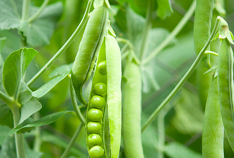Pea
