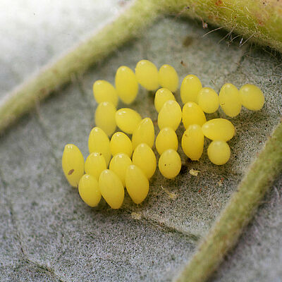 Adalia bipunctata egg stage