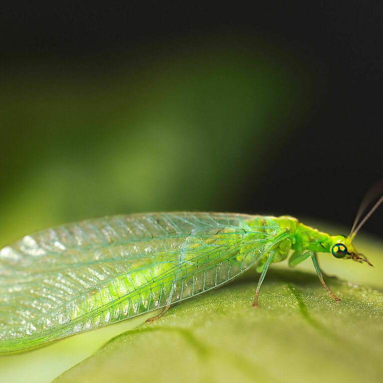 Chrysoperla carnea adult stage