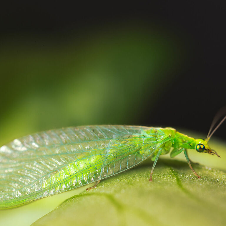 Chrysoperla carnea adult stage