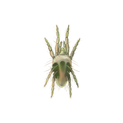 Tetranychus urticae adult male