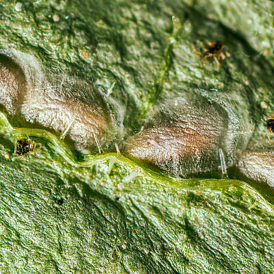 Feltiella acarisuga pupa stage