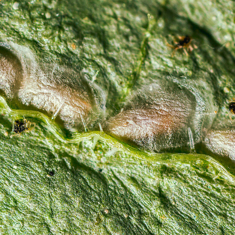 Feltiella acarisuga pupa stage