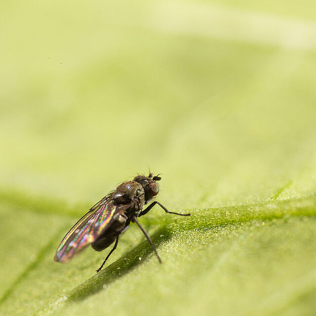Shore fly Scatella stagnalis Adult