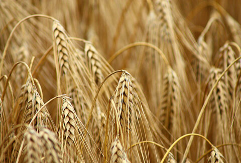 Cerall.. a powerful weapon against Fusarium, Tilletia caries and Septoria nodorum