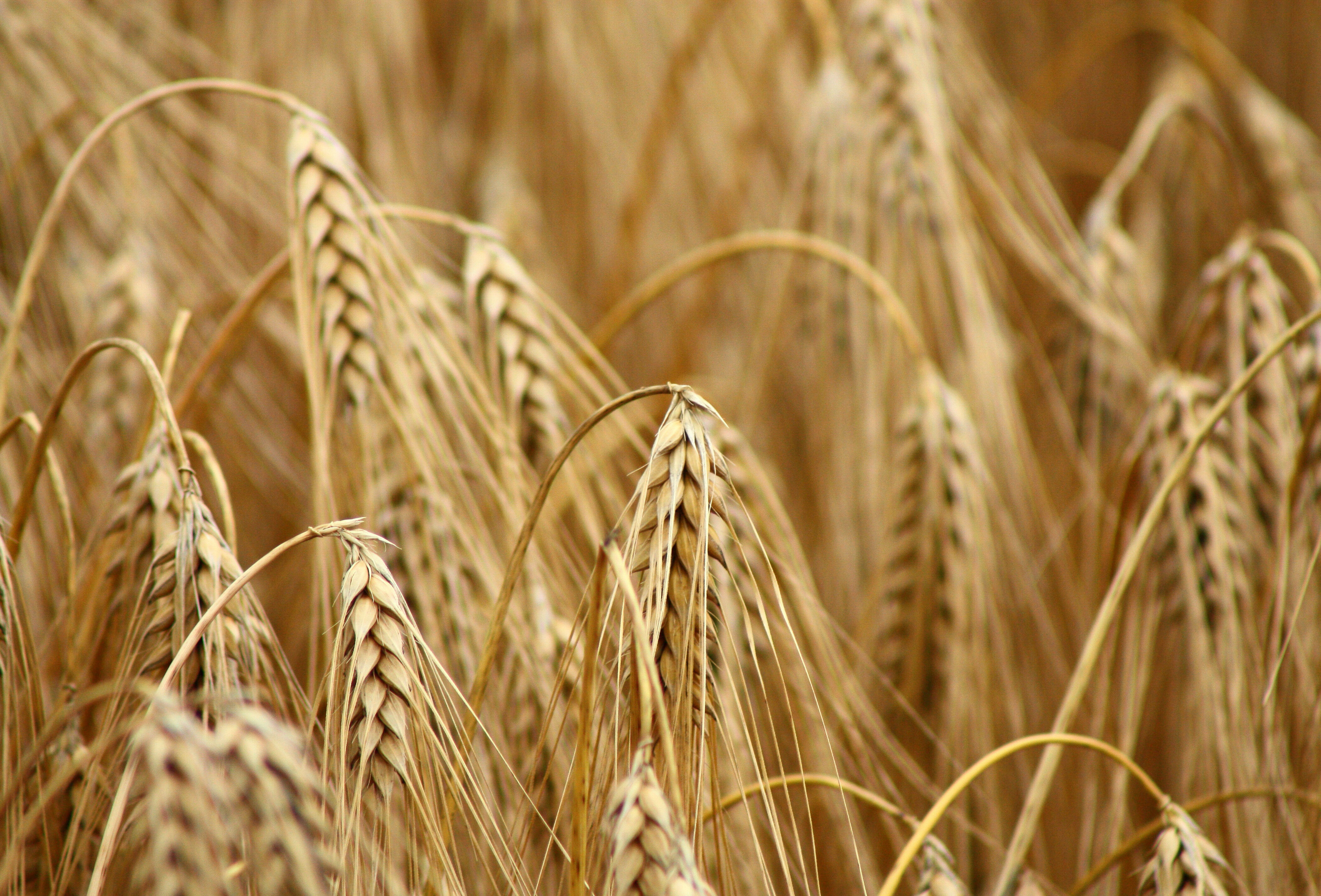 Cerall.. a powerful weapon against Fusarium, Tilletia caries and Septoria nodorum