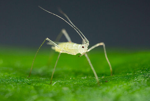Large raspberry aphid