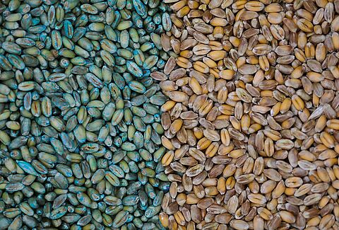Cerall: 100% Biological Seed Treatment Against Fungal Diseases