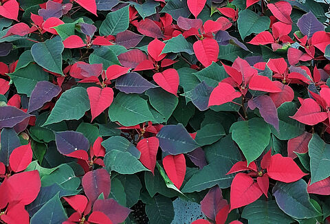 Poinsettia. Main pest pressures