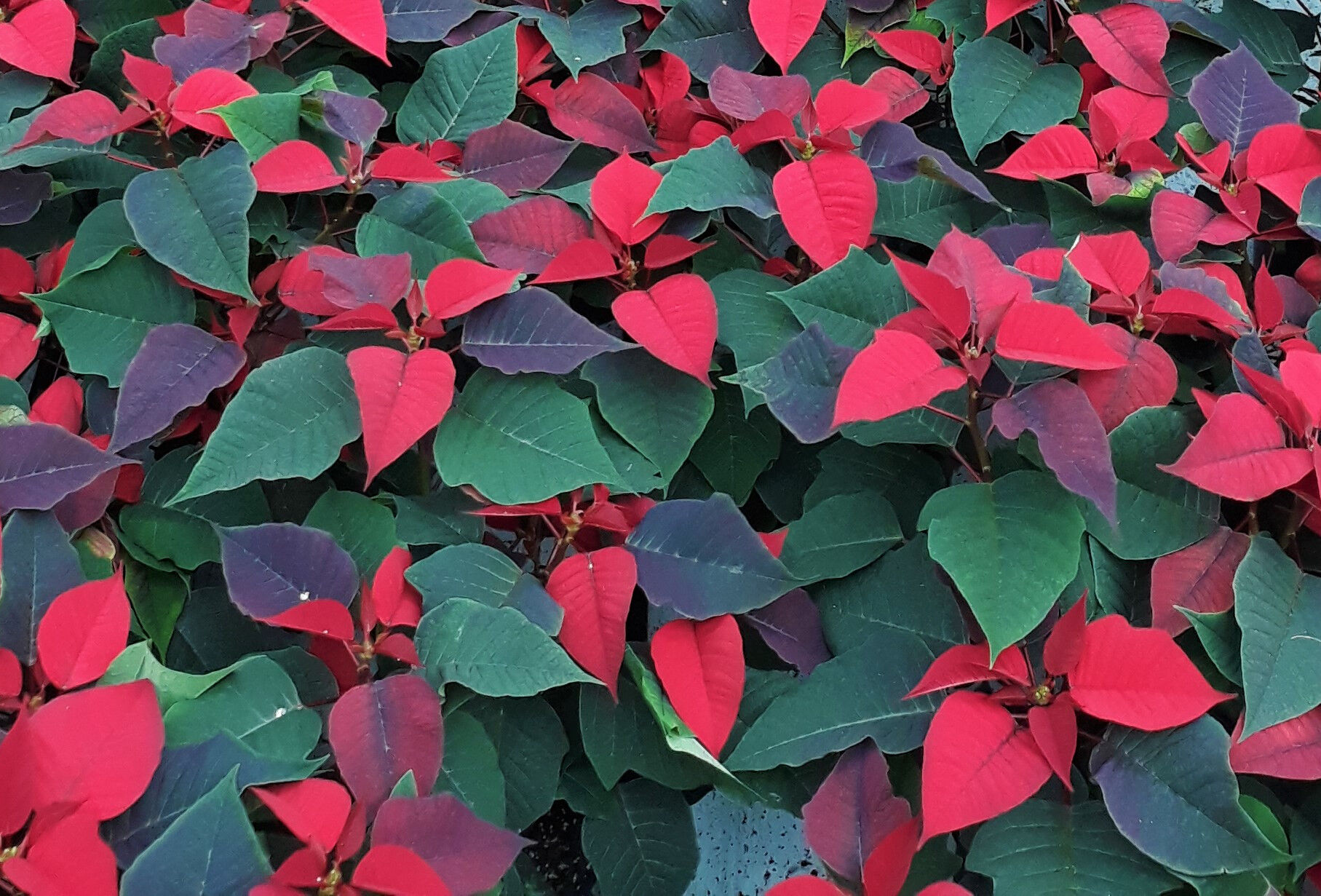 Poinsettia. Main pest pressures