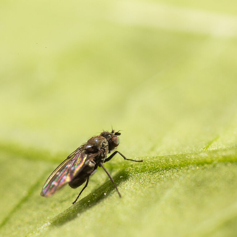 Shore fly Scatella tenuicosta Adult
