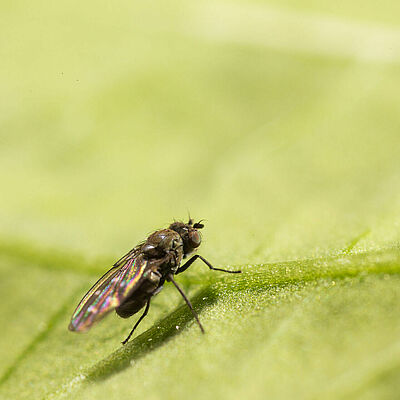 Shore fly Scatella tenuicosta Adult