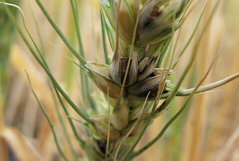 Dwarf bunt
