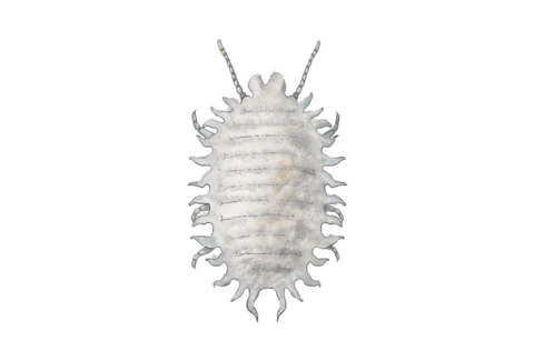 Mealybugs and scales