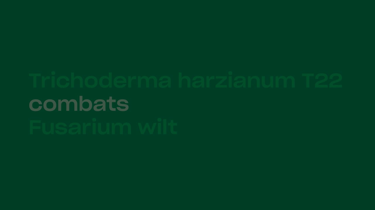 Timelapse Trichoderma harzianum T22 combats Fusarium in tomato