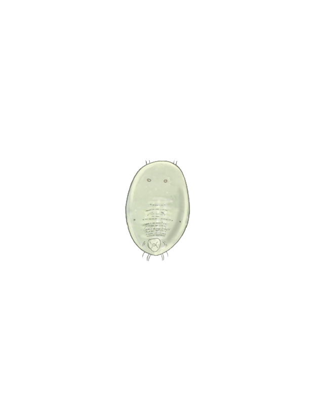 Greenhouse whitefly Trialeurodes vaporariorum third instar larva