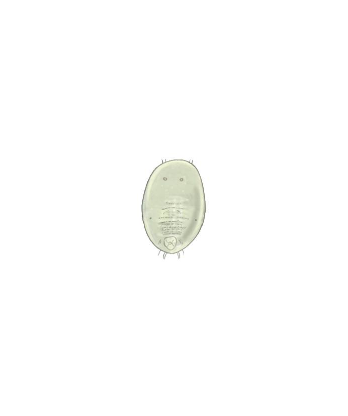 Greenhouse whitefly Trialeurodes vaporariorum third instar larva