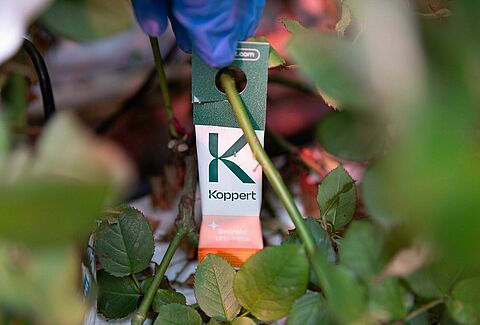 The Swirski-Mite Revolution: A Game-Changer in Pest Control