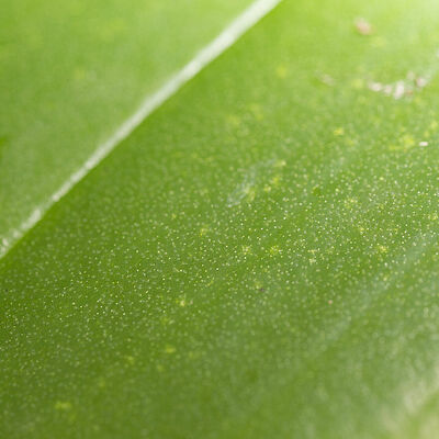 Bryobia spp.