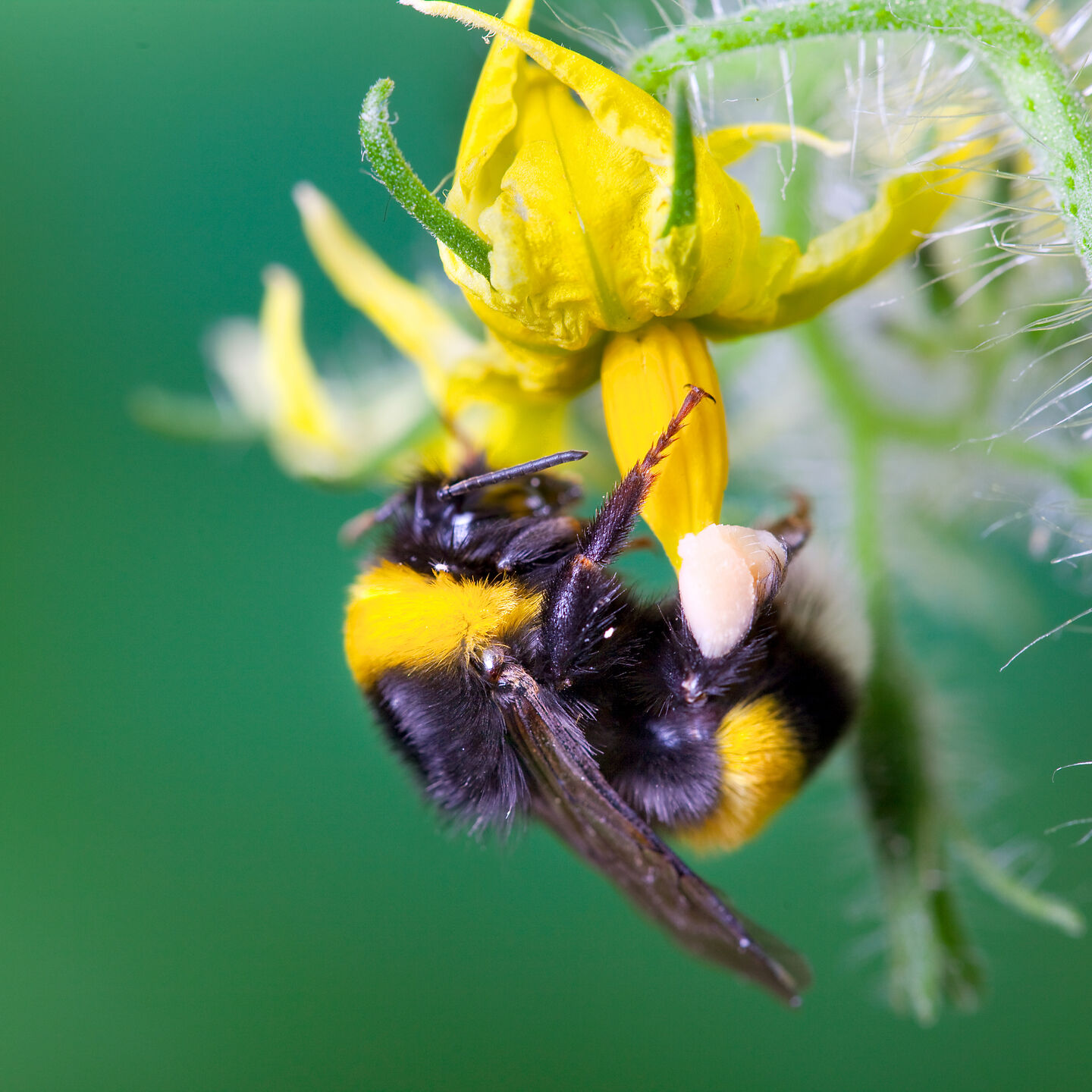 Pollination checklist Tomato