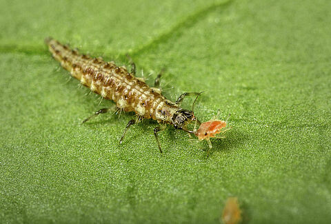 Chrysoperla carnea