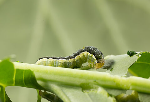 Cabbage moth