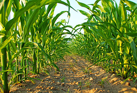 Maize