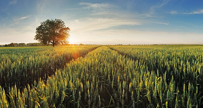 benefits of biological seed treatment