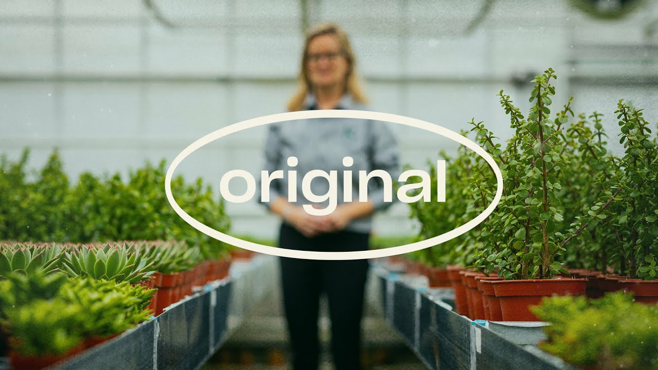 Original story Rianne Lek EN Original story Rianne Lek EN