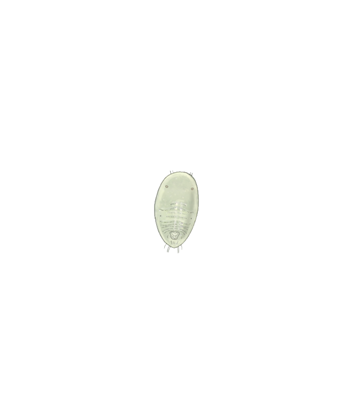 Greenhouse whitefly Trialeurodes vaporariorum second instar larva