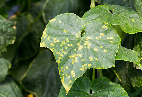 Downy mildew of Cucurbits