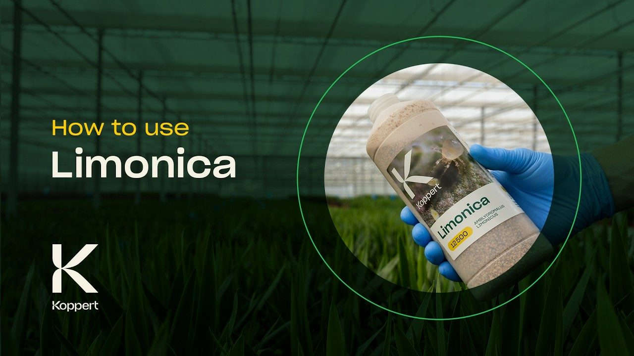 How to use Limonica from Koppert