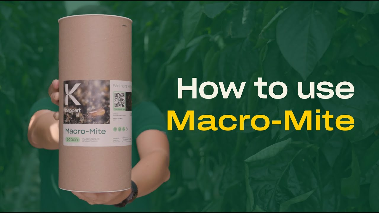 How to use Macro-Mite from Koppert How to use Macro-Mite from Koppert
