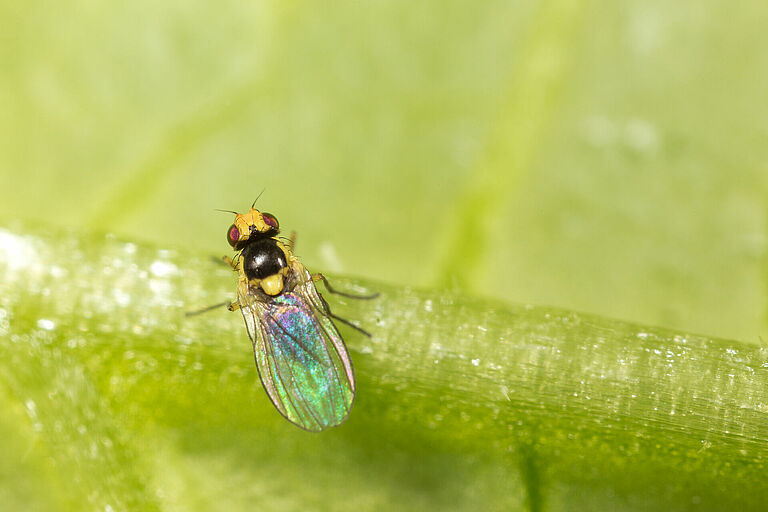 Adult form of the Tomato leaf miner Liriomyza bryoniae