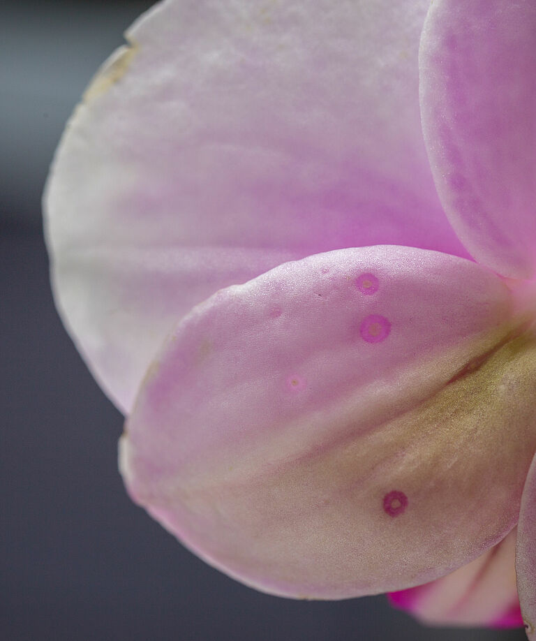 Western Flower Thrips Frankliniella occidentalis damage on phalaenopsis