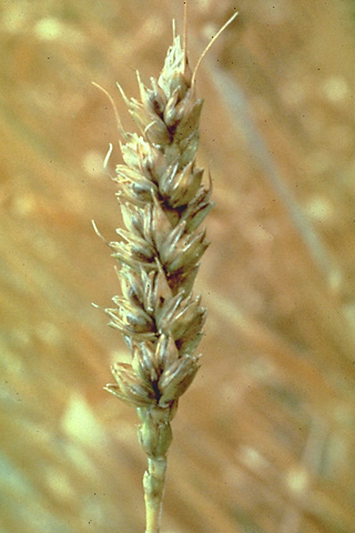 Wheat bunt Tilletia tritici