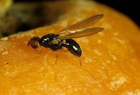 Comprehensive Control Combination for Carrot Fly