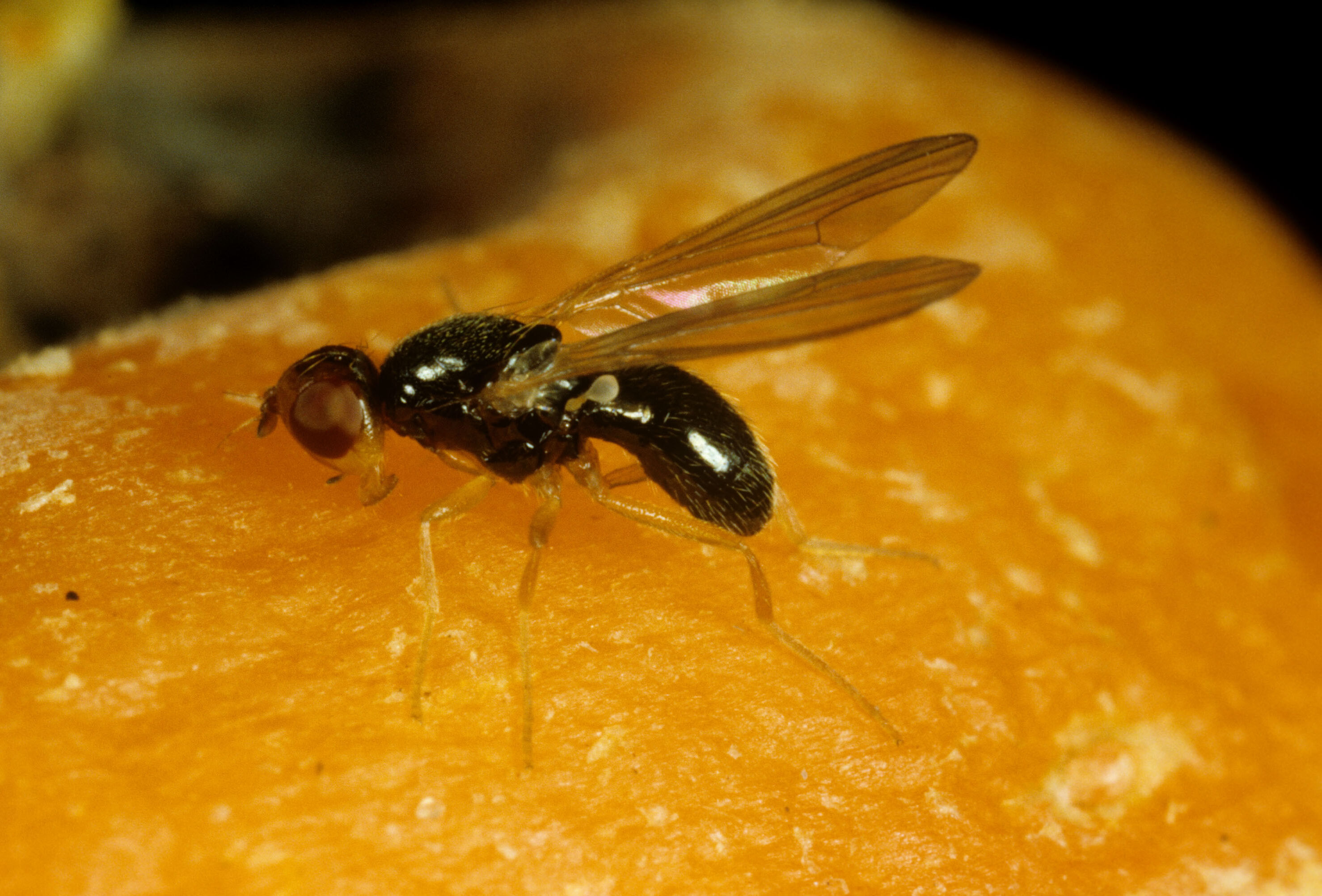 Comprehensive Control Combination for Carrot Fly