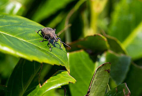 Black vine weevil