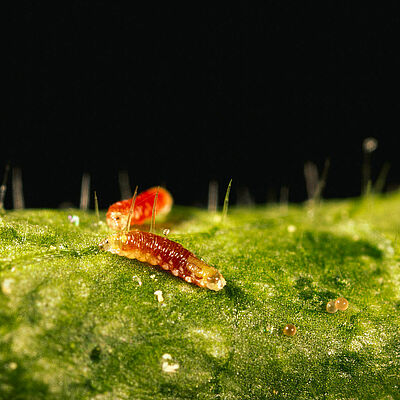Feltiella acarisuga larval stage