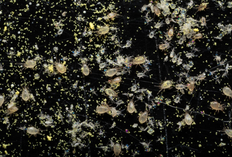 Licence permits release of Koppert Swirski Mite® in polytunnels in England