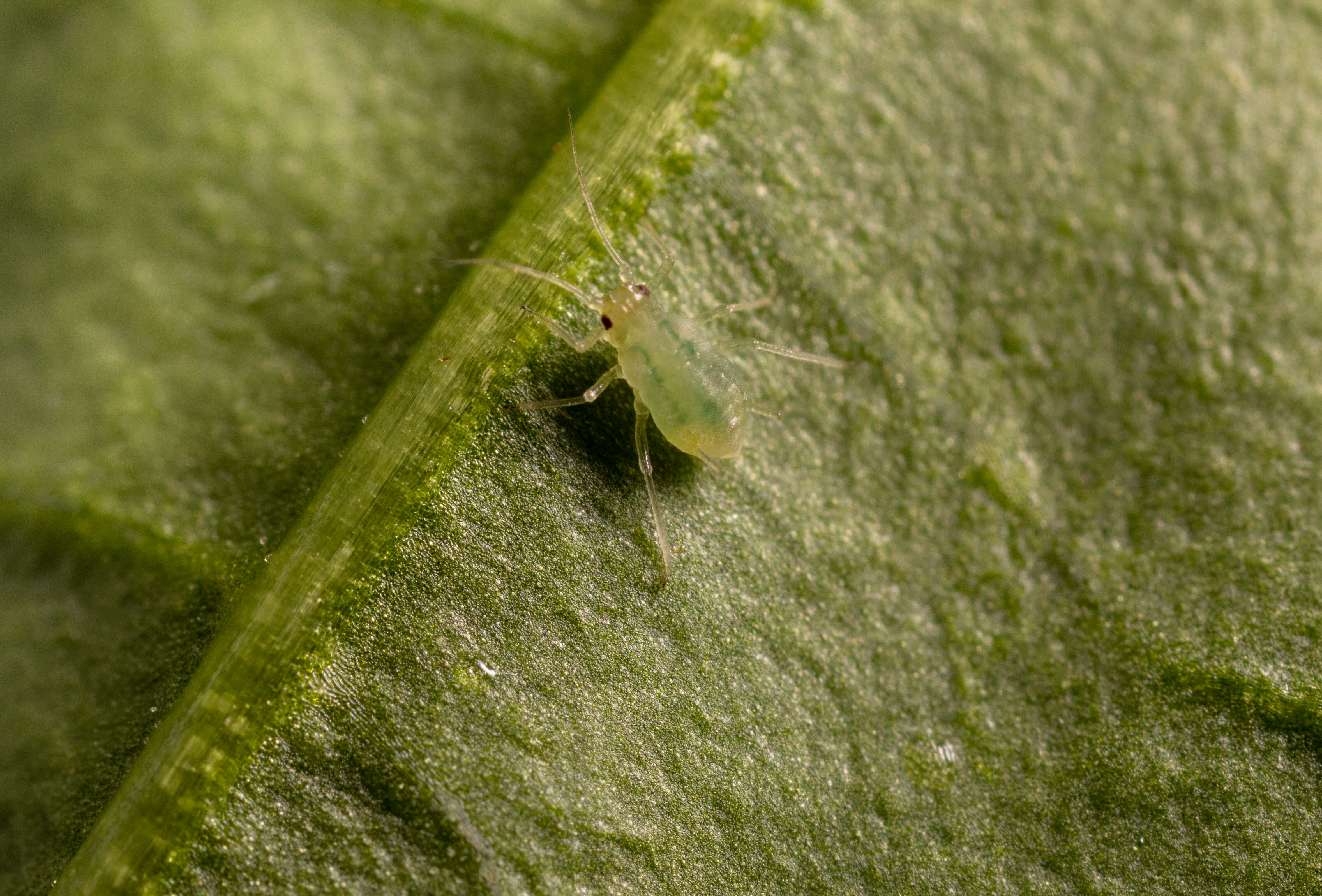New Strain Of Green Peach Aphid, Myzus Persicae, Requires More Aggressive Beneficial Insects