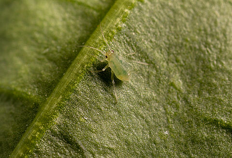 New Strain Of Green Peach Aphid, Myzus Persicae, Requires More Aggressive Beneficial Insects