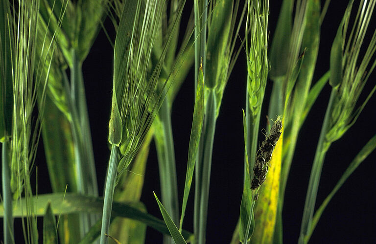 Loose Barley Smut Ustilago nuda hordei