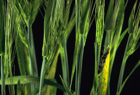 Loose smut of barley
