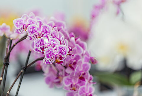Orchid