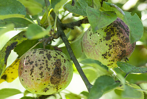Apple scab