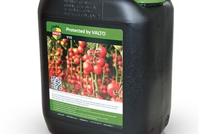 Koppert collaborates with Valto to control harmful tomato virus