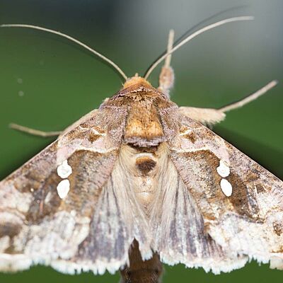 Chysodexis chalcites - Tomato looper