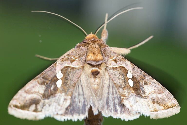 Chysodexis chalcites - Tomato looper
